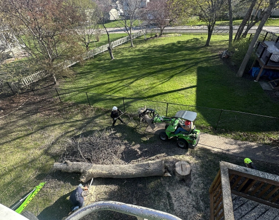 Tree Removal 1